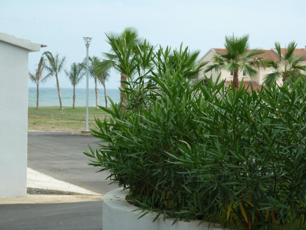Marea